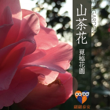 滿園山茶花在翩翩　數十種山茶花等您前來觀賞